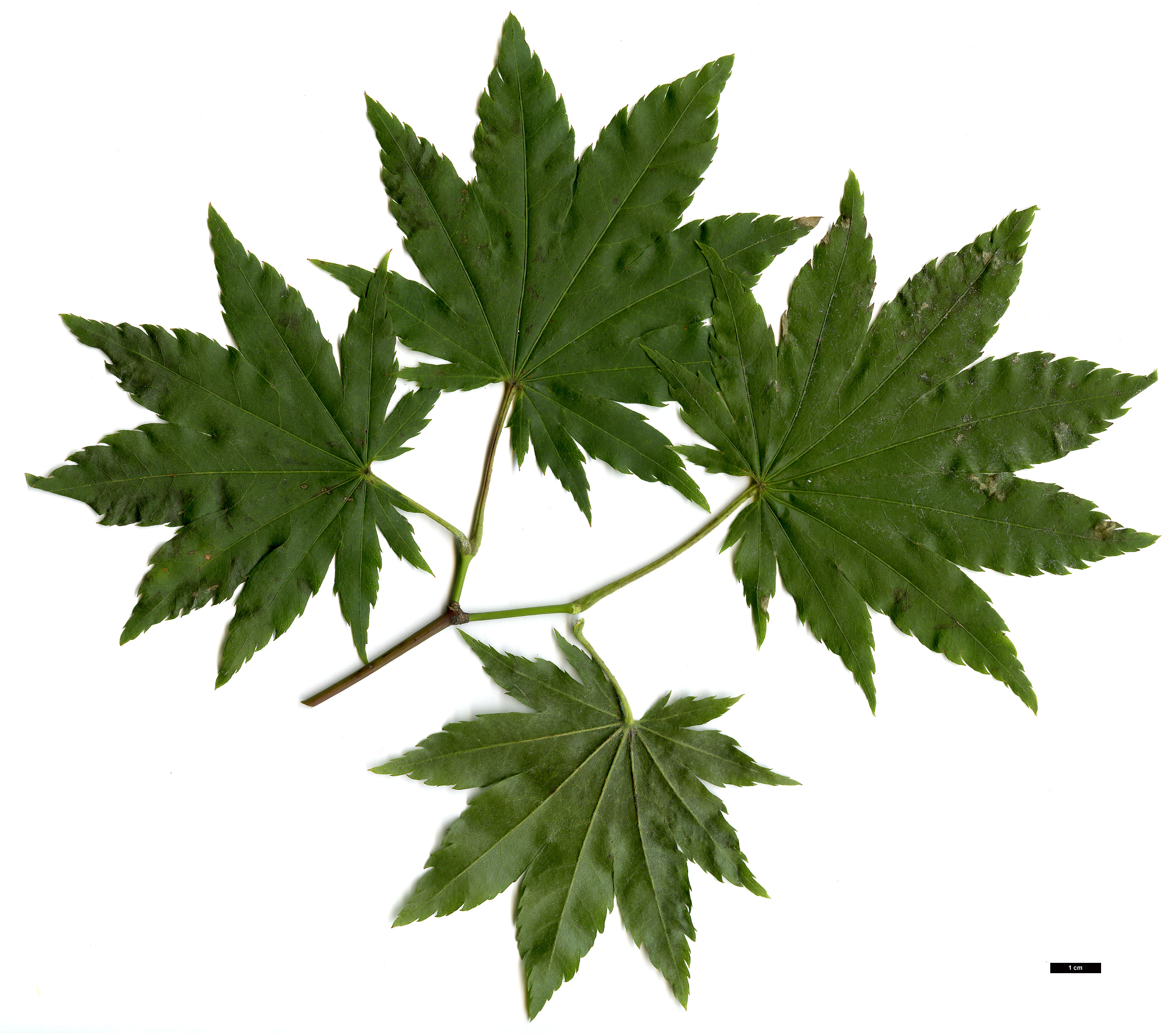 High resolution image: Family: Sapindaceae - Genus: Acer - Taxon: japonicum × A.pseudosieboldianum